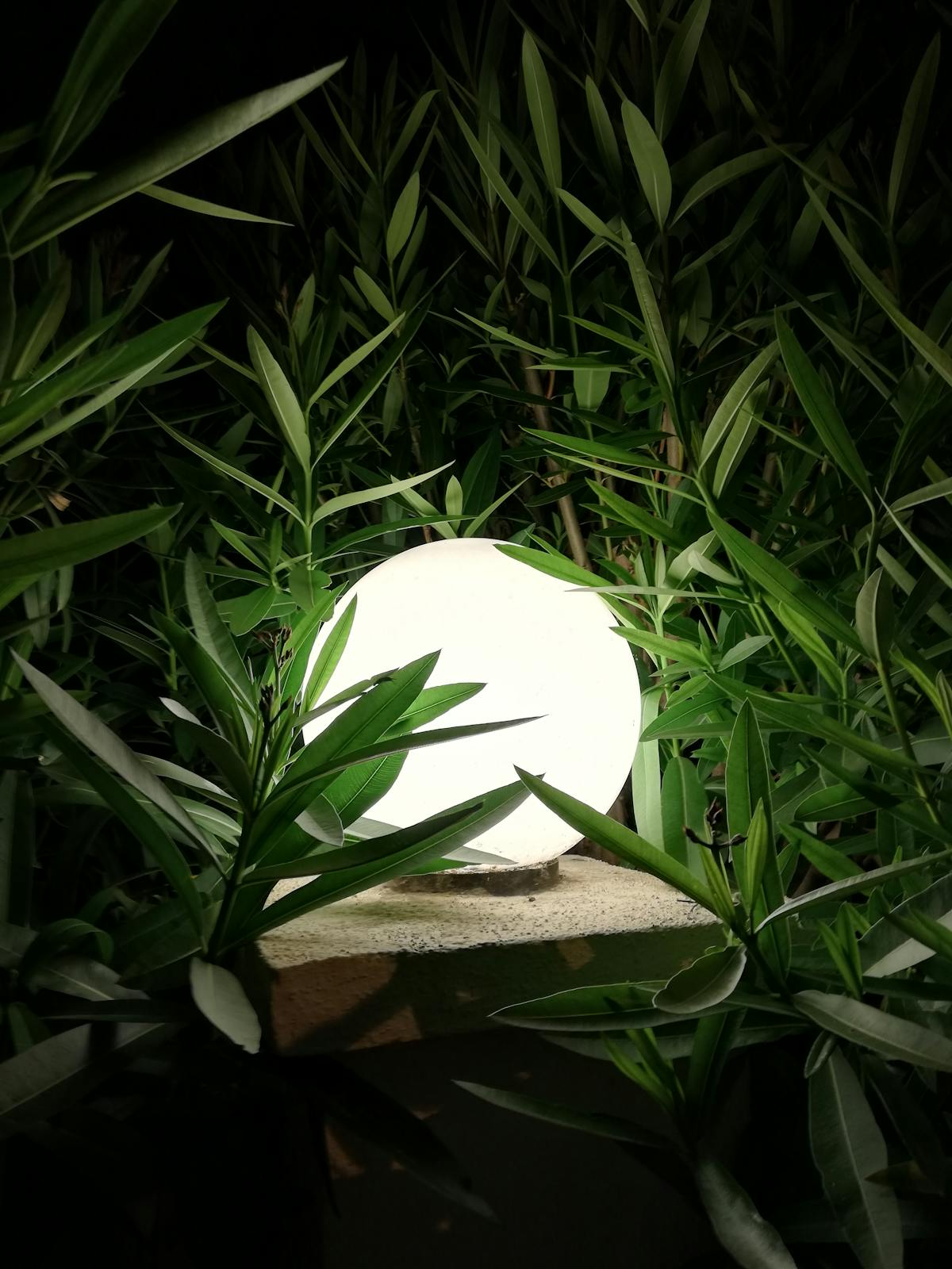 Outdoor garden light glowing in landscape plants